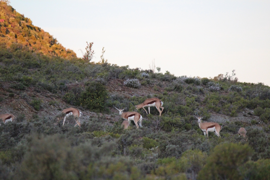 0 Bedroom Property for Sale in Ladismith Rural Western Cape